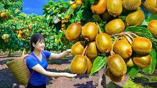 Ly Trieu Ca: Harvesting giant sweet mutant Japan Kiwi - How to make kiwi cake traditional recipe
