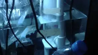 Bubble magus nac3.5 skimmer