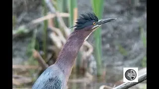 H&eacute;ron vert attrape une libellule en vol/Green Heron catches a dragonfly in flight