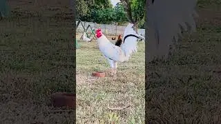 Escolin white #chicken #animallover #shortviral #birds #animals #pets