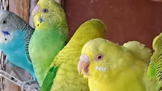 Love Birds | Australian Parrots | Budgies Breeding Pair | Budgies Family🦜🐦😘💕