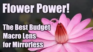 Pentax Macro Takumar 50mm Macro F4 Vintage Lens - Best Budget Macro Lens for your Mirrorless Camera!