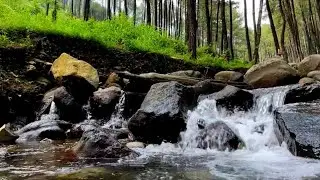 Healing Forest River Ambience with Rustling Pine Leaves | Deep Relaxation & Stress Reduction