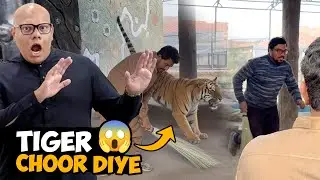 Cage Mein Band Kar Ke Tigers Chhor Diye 😱🐯 | BT Farm Stories