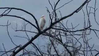 AIRONE BIANCO ai LAGHETTI di TAIO VALLAGARINA TRENTINO 