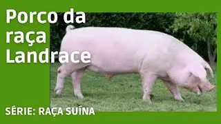 Ra&ccedil;a de porco Landrace 🐖