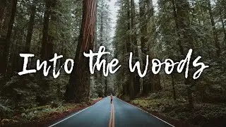 Into The Woods - Acoustic Playlist for Peaceful Moments