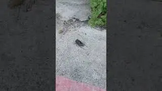 Want to stop flying solo #courtship song #cicada
