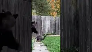 #кот #cet #медведь #bear #бой #fight