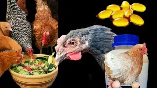 Best Vitamins For Poultry in Winter 2022 | Dr. ARSHAD