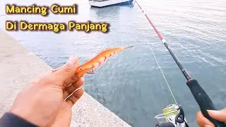 Mancing cumi di dermaga sore hari