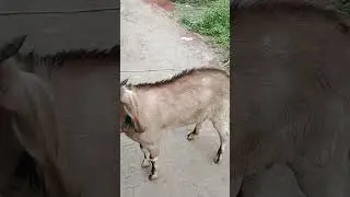 goat  flight  with man Funny short viral video #shorts video