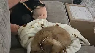 Dog-Sitting Snuggles | Brothers & Sisters Cuddling on the Couch