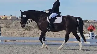 2019 KWPN/ADHHA USDF Second/Third level Gelding