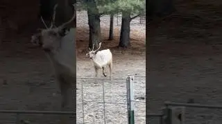 Reindeer are so fun to watch run 😆 #reindeer #animals #run #running #deer #minnesota