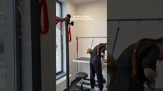 Почему я больше не приведу свою собаку в прошлый груминг-салон 🥲 #тойпудель #собака #щеноквдоме
