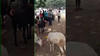 Ranebennur market sheeps#sheepmarket #karnatakafamoussheepmarket#sheepfarming