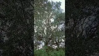 Деревня