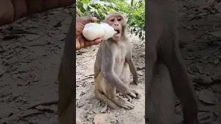 Baby mother drinking milk from bottle 🍼🐒 #monkeyvideo #bandar #monkey 0677