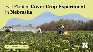 Fall Cover Crop Experiment in Nebraska: Partnering with Community Crops