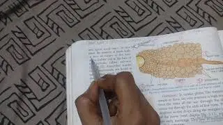 Absorption by roots/ video#3/ class 10 icse
