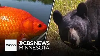 Goldfish overrunning Minnesota lakes to become snacks for zoo animals