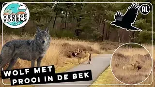 Wolf komt uit de bosjes met halve ree | Zelf Geschoten | Vroege Vogels