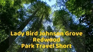Redwood National Park - Lady Bird Johnson Grove - Park Travel Short