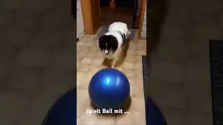 Sheltie - klein vs. Collie - gross