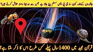 Quran Predicted Internal GPS System in the Animals || Scientific Miracles |Explore with amina usman