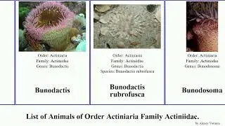 List of Animals of Order Actiniaria Family Actiniidae. anemone urticina anthopleura epiactis magna