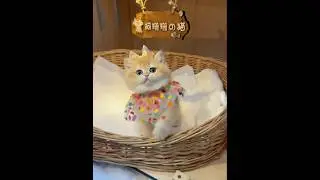 Today's kitten is way too sweet!! #GoldenShaded #Cute#cat