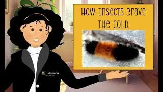 Kids Ask Dr. Bug: Chillin' Bugs -- How Insects Brave the Cold