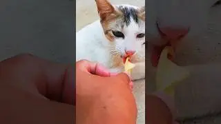 Cat Eating Chips 🐕🙆&zwj;♂️