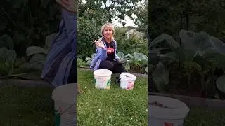 Компот из чёрной смородины и крыжовника готовлю из года в год. @Galabum