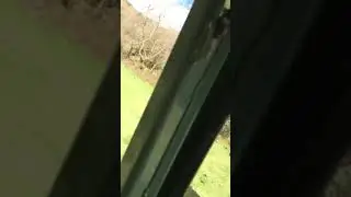 Glen Auldyn, feeding Pheasants and Ducks April 2021