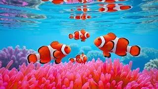 The Best 4K Aquarium 🐠 Discover Stunning Jellyfish,Vibrant Coral Reefs & Exotic Ocean Life