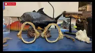 Hills 2 ocean Fishing tackle shop | Shimano Nexave C5000HG | Gamakatsu ultra braid