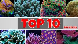 CORALLI SPS - TOP 10 CORALLI DURI SPS FACILI