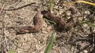 Southern Hognose Snake (Heterodon simus)