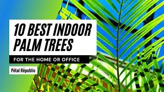10 Best Indoor Palm Trees to Grow at Home