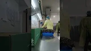 preparing the box of microgreen ☘️🍀🍀 crops
