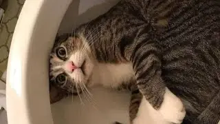 TRY NOT TO LAUGH (99% Fail) - Funny Cats And Dogs #3
