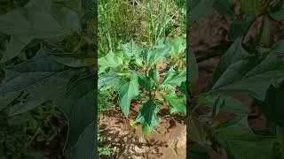 Datura Stramonium var. Tatula 2025