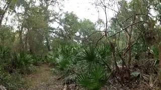 Exploring The Florida Trail by Lake Eaton in The Ocala National Forest