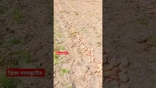 বাম্পার ফলন আলুর! #agriculture #potatoes #potatocurry #agreeculturalvideo #irrigation #potatoproject