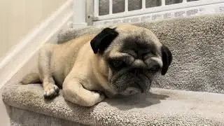 Pug does the CUTEST Sneeze! 😍 Sleepy pug SNEEZES on the Stairs! Funny Pug Dog Sounds
