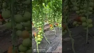 Hibridul nostru preferat de roșii, Sandoline F1 🍅