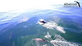 Arica Pelagic  - Chile