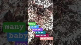 vermicompost after monsoon season #farming #nature #agriculture #garden